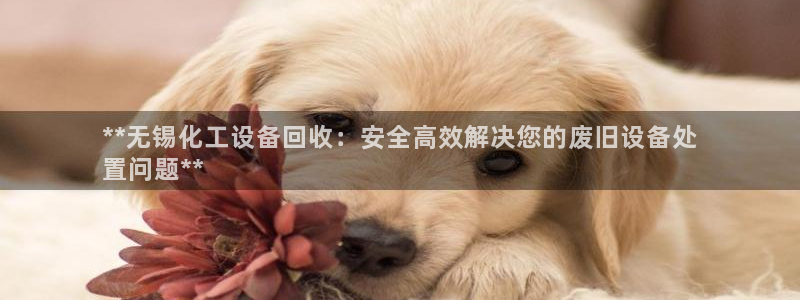 新城平台官网首页入口